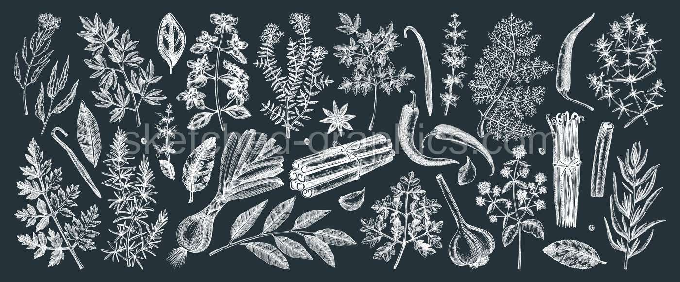 Hand drawn herbs and spices sketches collection. Hand sketched food illustrations on chalkboard. Vintage aromatic plants set in sketch style. Kitchen spice and herbs black and white drawings Illustration